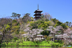 春の三渓園にて