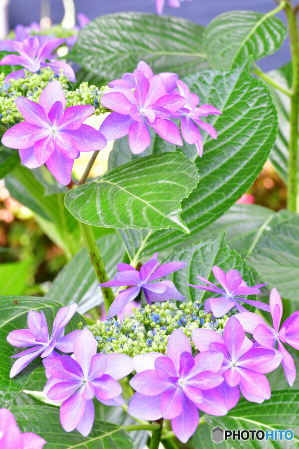 近所の紫陽花