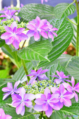 近所の紫陽花