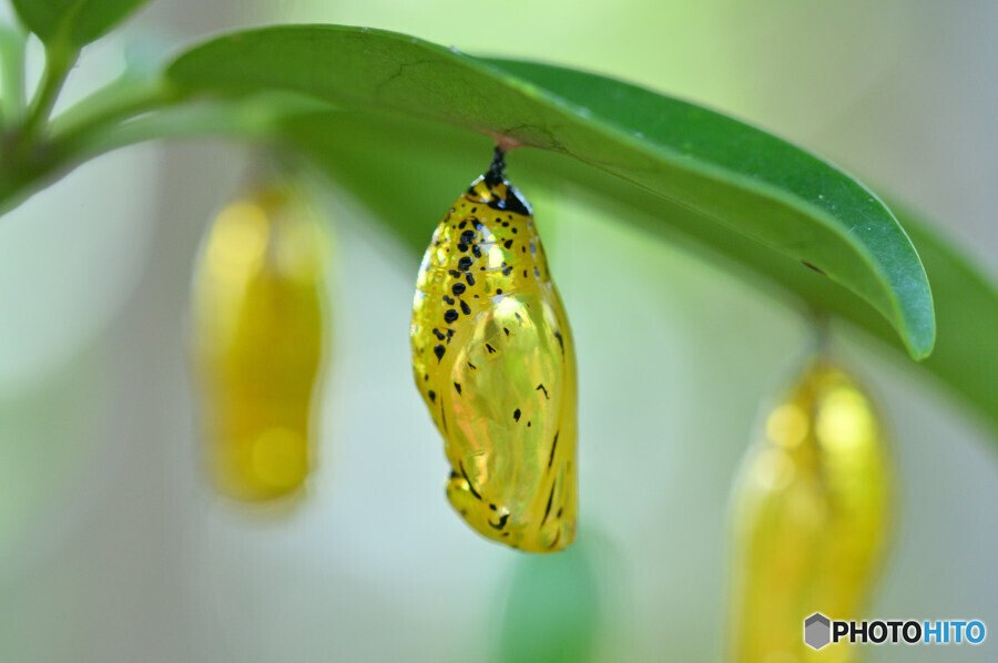 オオゴマダラのサナギ