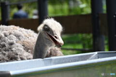 札幌市円山動物園にて
