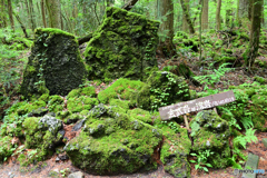 富岳風穴付近にて
