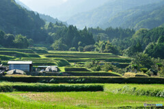 荒原の棚田