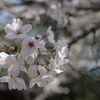 龍門の滝 桜その2
