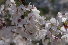 龍門の滝 桜