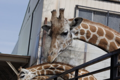 宇都宮動物園