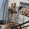 宇都宮動物園