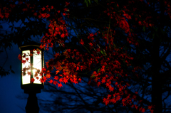 紅