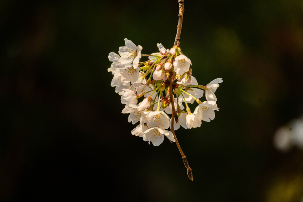 お花見（二日目）