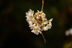 お花見（二日目）