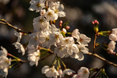 お花見（二日目）