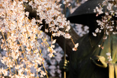 お花見（二日目）
