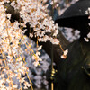 お花見（二日目）