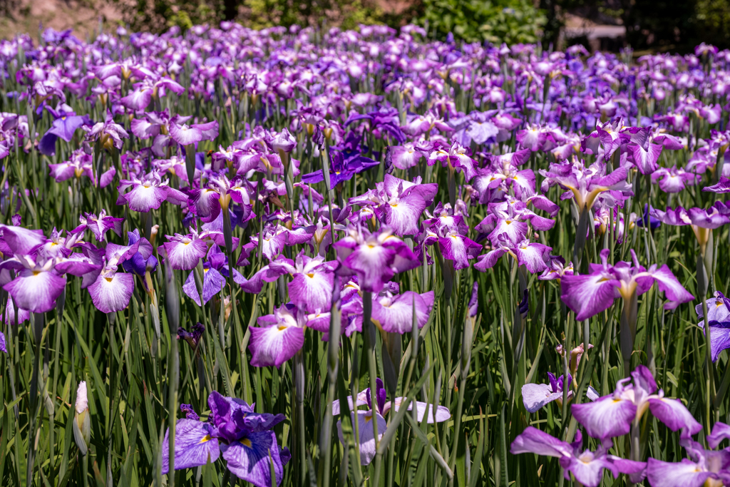 マムシかと思ったらシマヘビみたい