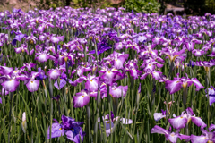 マムシかと思ったらシマヘビみたい