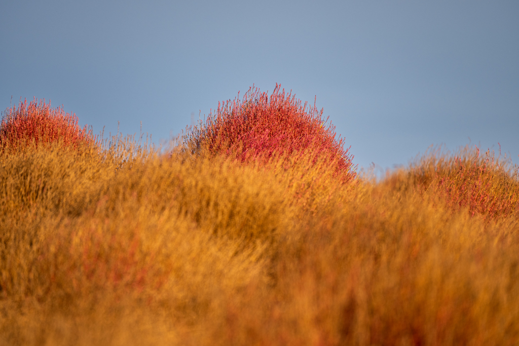 今年のコキアの撮り納め