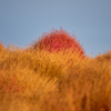 今年のコキアの撮り納め
