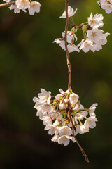 お花見（二日目）