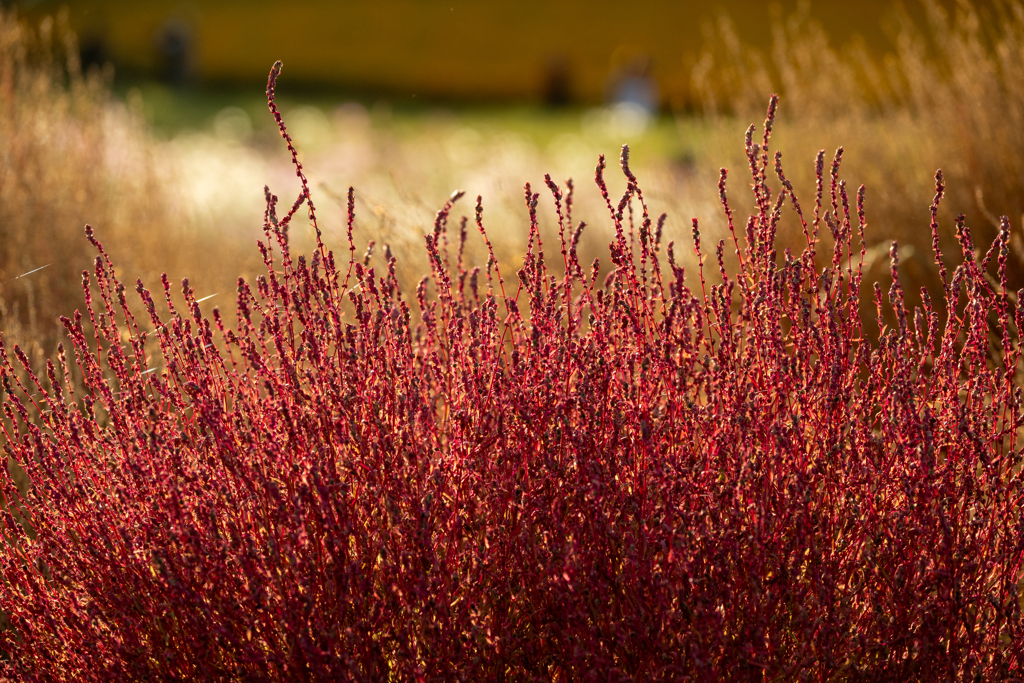 今年のコキアの撮り納め