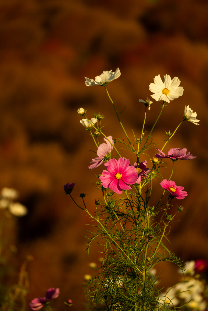 今年のコキアの撮り納め