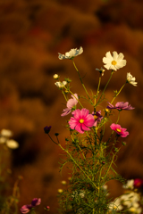 今年のコキアの撮り納め
