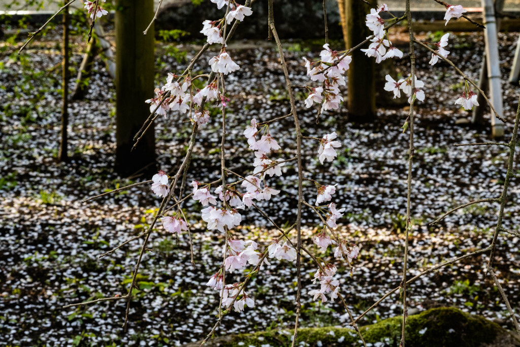 お花見（二日目）