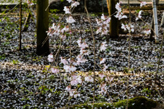 お花見（二日目）