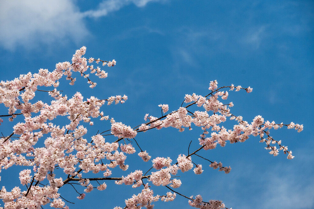 桜が咲いた！