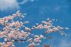 桜が咲いた！