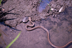 マムシかと思ったらシマヘビみたい