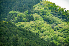 新緑の奥多摩界隈にて