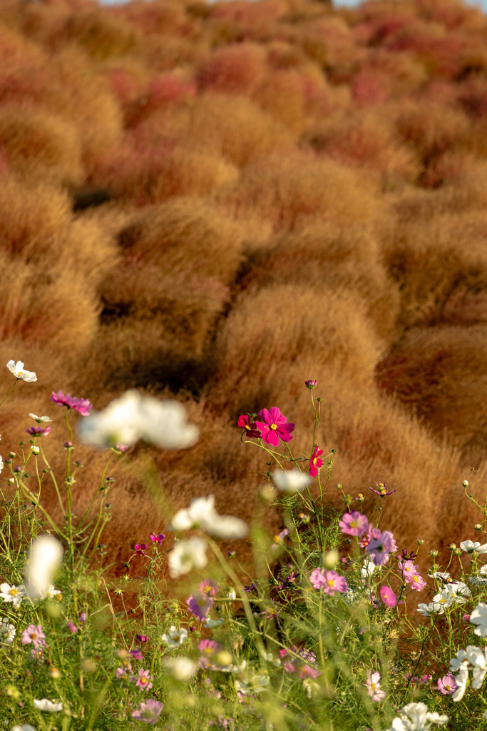 今年のコキアの撮り納め