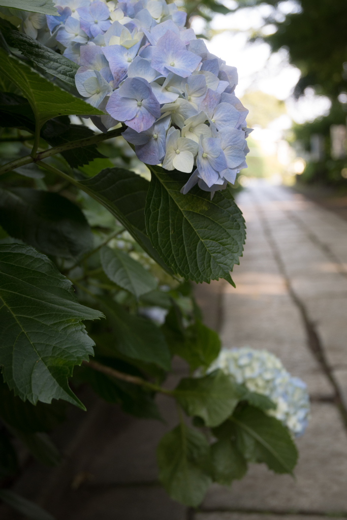 紫陽4