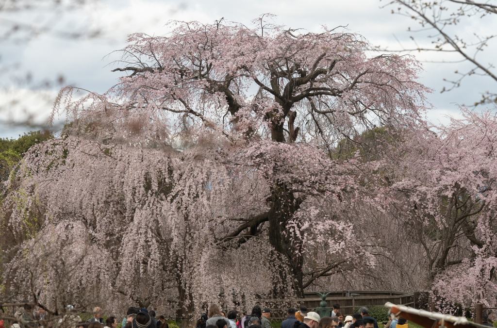 桜が咲いた！