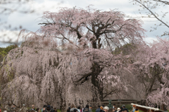 桜が咲いた！