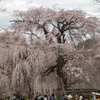 桜が咲いた！