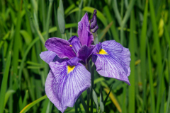 マムシかと思ったらシマヘビみたい