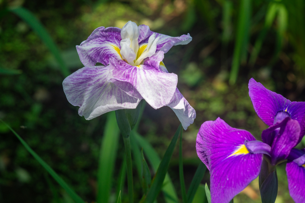 マムシかと思ったらシマヘビみたい