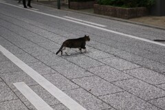 猫逃走中