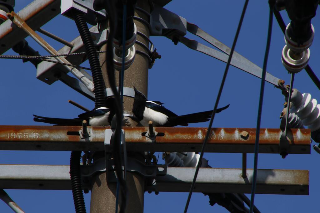 カチガラス営巣中