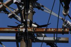 カチガラス営巣中