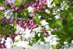 ピンク・白・緑