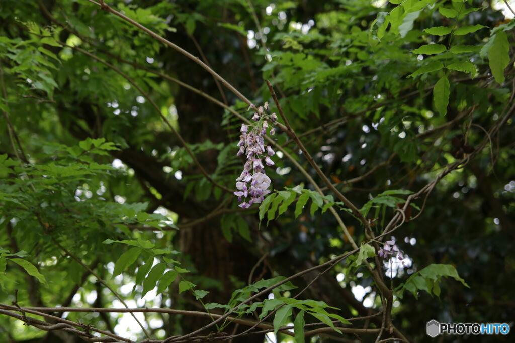 花の色は　うつりにけりな　いたずらに