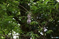 花の色は　うつりにけりな　いたずらに