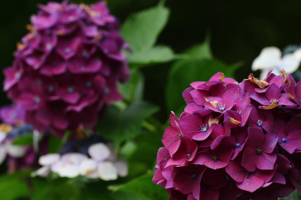 紫陽花