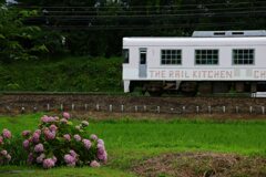 紫陽花と電車