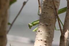 お前！食ってやろうか？