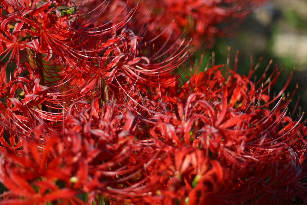 彼岸花〜いにしえのレンズで〜