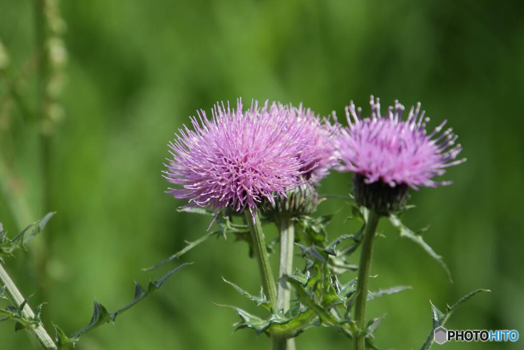 アザミ であってる？