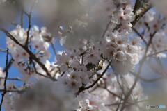 敷島の大和心を人問へば